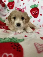 Beverly, a female Miniature Goldendoodle for sale in Fort Myers, FL – Photo 1 of 5