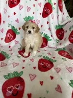 Beverly, a female Miniature Goldendoodle for sale in Fort Myers, FL – Photo 5 of 5