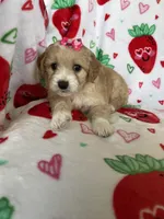 Beverly, a female Miniature Goldendoodle for sale in Fort Myers, FL – Photo 4 of 5