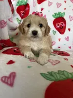 Beverly, a female Miniature Goldendoodle for sale in Fort Myers, FL – Photo 3 of 5