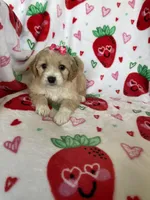 Beverly, a female Miniature Goldendoodle for sale in Fort Myers, FL – Photo 2 of 5