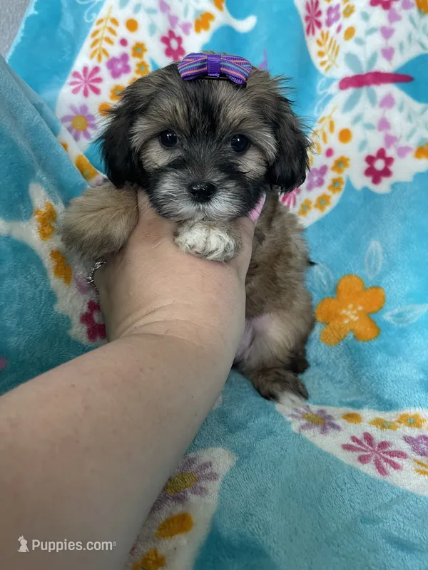 Liberty – Maltipoo puppy for sale in Fort Myers, FL