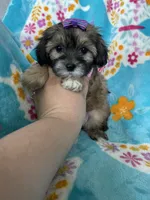 Liberty, a female Maltipoo for sale in Fort Myers, FL – 1 of 8