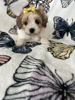 Sienna, a female Maltipoo for sale in Fort Myers, FL – 1 of 6