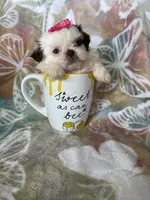 Godiva, a female Shih Tzu for sale in Fort Myers, FL – 4 of 7