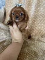 Paprika, a female Cavalier King Charles Spaniel for sale in Fort Myers, FL – 5 of 5
