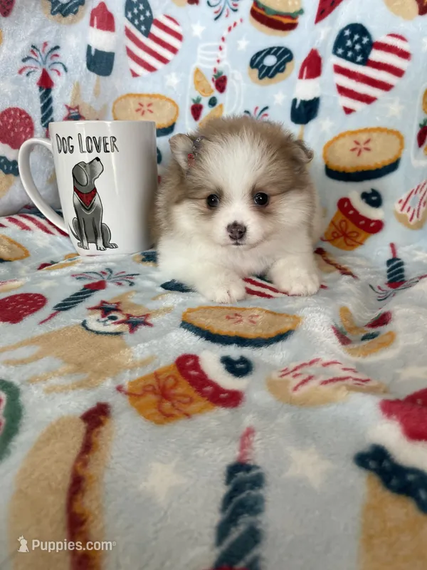 Stella – Pomeranian puppy for sale in Fort Myers, FL