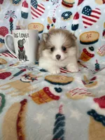 Stella, a female Pomeranian for sale in Fort Myers, FL – 1 of 8