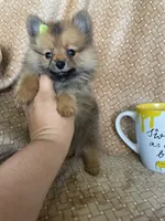 Polenta, a female Pomeranian for sale in Fort Myers, FL – 4 of 5