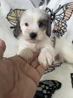 Scotty, a male Maltipoo for sale in Fort Myers, FL – 9 of 9