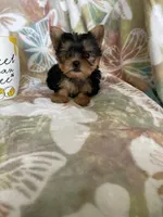 Tcup Ted, a male Yorkshire Terrier for sale in Fort Myers, FL – 6 of 9