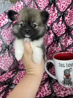 Sugar, a female Pomeranian for sale in Fort Myers, FL – 2 of 8