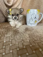 Papaya, a female Pomeranian for sale in Fort Myers, FL – 5 of 7