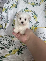 Nugget, a male Maltese for sale in Fort Myers, FL – 3 of 10