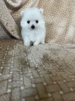 Micro Potato, a male Pomeranian for sale in Fort Myers, FL – 7 of 8