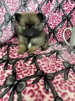 Espresso , a male Pomeranian for sale in Fort Myers, FL – 5 of 5