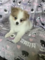 Rocco, a male Pomeranian for sale in Fort Myers, FL – 2 of 4