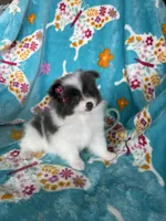 Poppy, a female Pomeranian for sale in Fort Myers, FL – 4 of 5