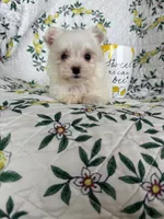 Tcup Biscuit, a male Maltese for sale in Fort Myers, FL – 2 of 10