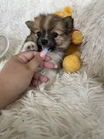 Manhattan , a female Pomeranian for sale in Fort Myers, FL – 8 of 8