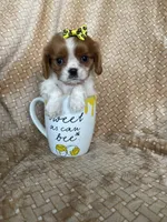 Praline, a female Cavalier King Charles Spaniel for sale in Fort Myers, FL – 2 of 7