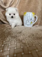 Micro Potato, a male Pomeranian for sale in Fort Myers, FL – 2 of 8