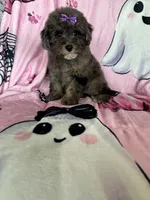 Scarlett , a female Poodle - Miniature  for sale in Fort Myers, FL – 7 of 7