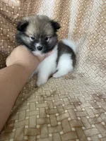 Pretzel, a male Pomeranian for sale in Fort Myers, FL – 4 of 7