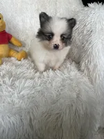 Gin Fizz, a male Pomeranian for sale in Fort Myers, FL – 9 of 9