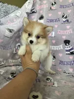 Nico, a male Pomeranian for sale in Fort Myers, FL – 2 of 6