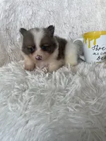 Mojito , a male Pomeranian for sale in Fort Myers, FL – 5 of 6