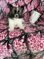 Bean, a male Pomeranian for sale in Fort Myers, FL – 3 of 9