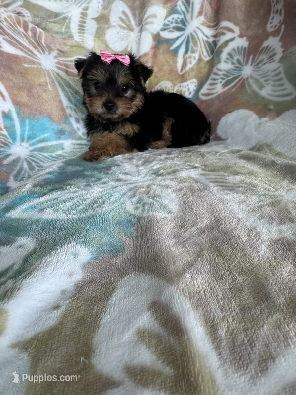Peppa, a female Yorkshire Terrier for sale in Fort Myers, FL – 1 of 7