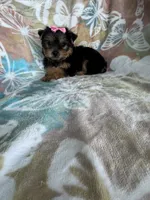Peppa, a female Yorkshire Terrier for sale in Fort Myers, FL – 1 of 7