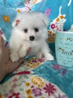 Truly, a female Pomeranian for sale in Fort Myers, FL – 6 of 6