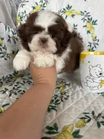 Osso, a male Shih Tzu for sale in Fort Myers, FL – 5 of 7