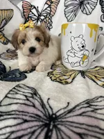 Sienna, a female Maltipoo for sale in Fort Myers, FL – 4 of 6