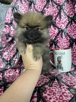 Frappe, a male Pomeranian for sale in Fort Myers, FL – 5 of 8