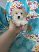 Vera, a female Maltipoo for sale in Fort Myers, FL – 6 of 6