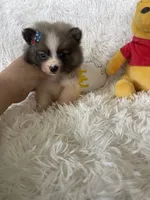 Mai tai, a female Pomeranian for sale in Fort Myers, FL – 2 of 7