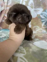 Tiny Nugget, a male Shih Tzu for sale in Fort Myers, FL – 6 of 8