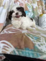 Chip, a male Shih Tzu for sale in Fort Myers, FL – 9 of 9