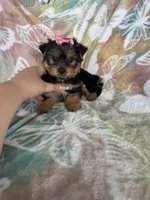 Peppa, a female Yorkshire Terrier for sale in Fort Myers, FL – 4 of 7