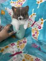 Poppy, a female Pomeranian for sale in Fort Myers, FL – 3 of 8