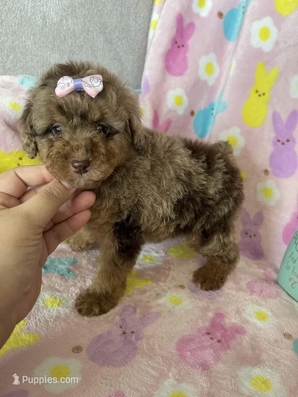 Chicago – Poodle - Toy  puppy for sale in Fort Myers, FL