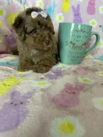 Chicago, a female Poodle - Toy  for sale in Fort Myers, FL – Photo 6 of 7