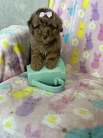 Chicago, a female Poodle - Toy  for sale in Fort Myers, FL – Photo 3 of 7