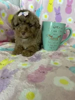 Chicago, a female Poodle - Toy  for sale in Fort Myers, FL – Photo 7 of 7