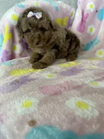 Chicago, a female Poodle - Toy  for sale in Fort Myers, FL – Photo 2 of 7