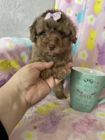 Chicago, a female Poodle - Toy  for sale in Fort Myers, FL – Photo 5 of 7